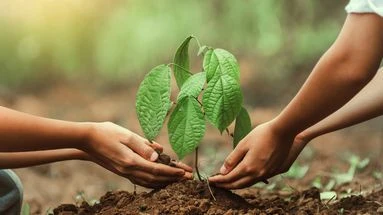 Et si les villes purifiaient leur air grâce à des plantes aux super-pouvoirs ?