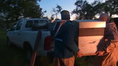 Déplacement des abeilles dans les Vosges : découvrez cette autre transhumance estivale