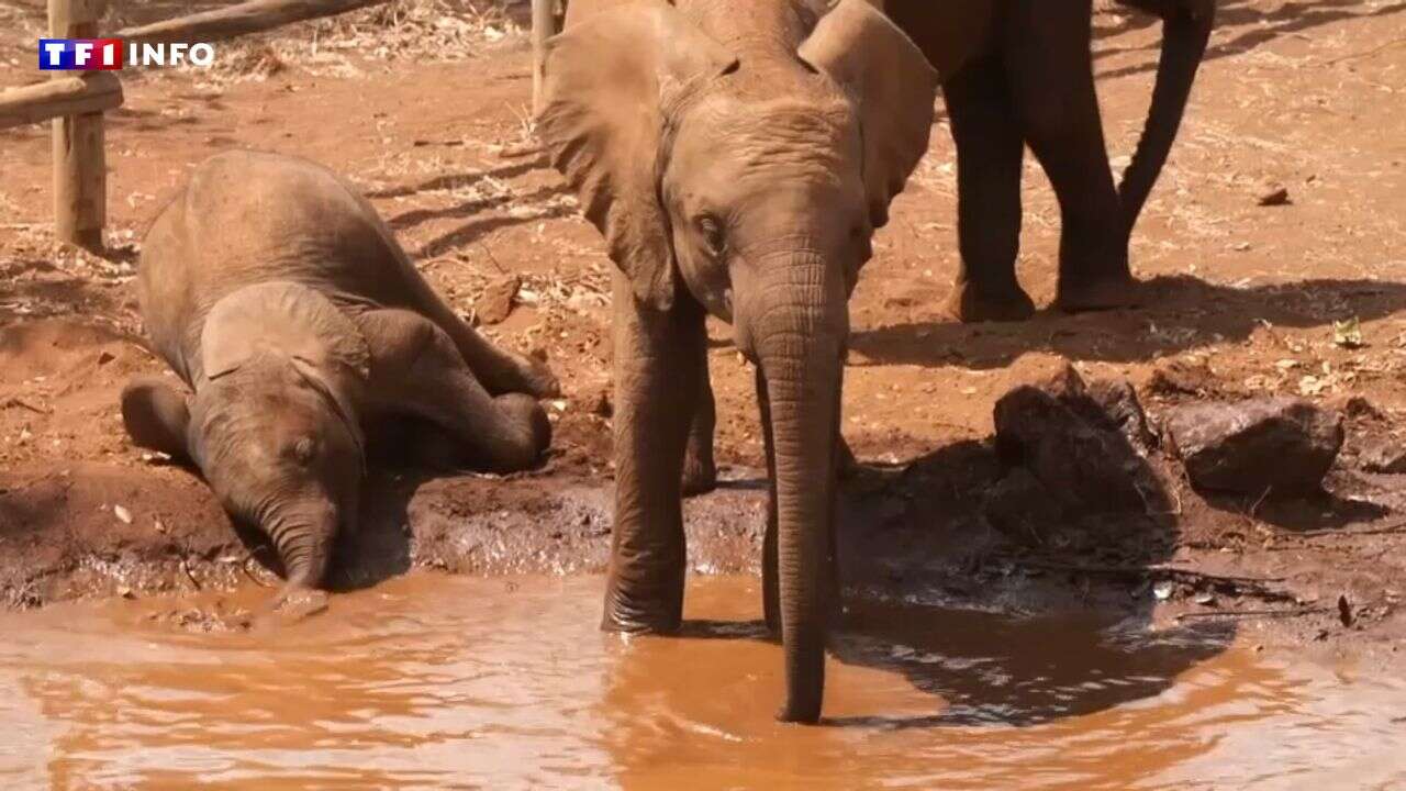 VIDÉO - Zambie : les bénévoles auprès des animaux de la savane