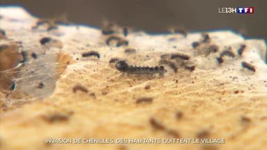 Invasion de chenilles : des habitants quittent le village