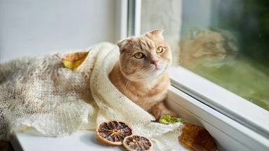 Changer l'alimentation du chat en hiver : bonne ou mauvaise idée ?