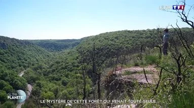 Le mystère de cette forêt qui renait toute seule