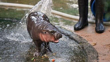 Naissance de Moo Deng : l'hippopotame pygmée, une espèce en voie de disparition dans son milieu naturel