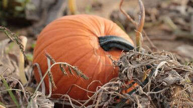 Grâce à Halloween, la citrouille 