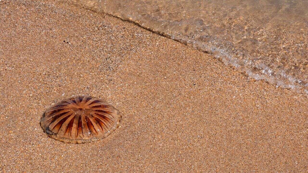 VIDÉO - Que faire face à une marée de méduses ? En Corse, des lycéens les utilisent... pour faire de l'engrais