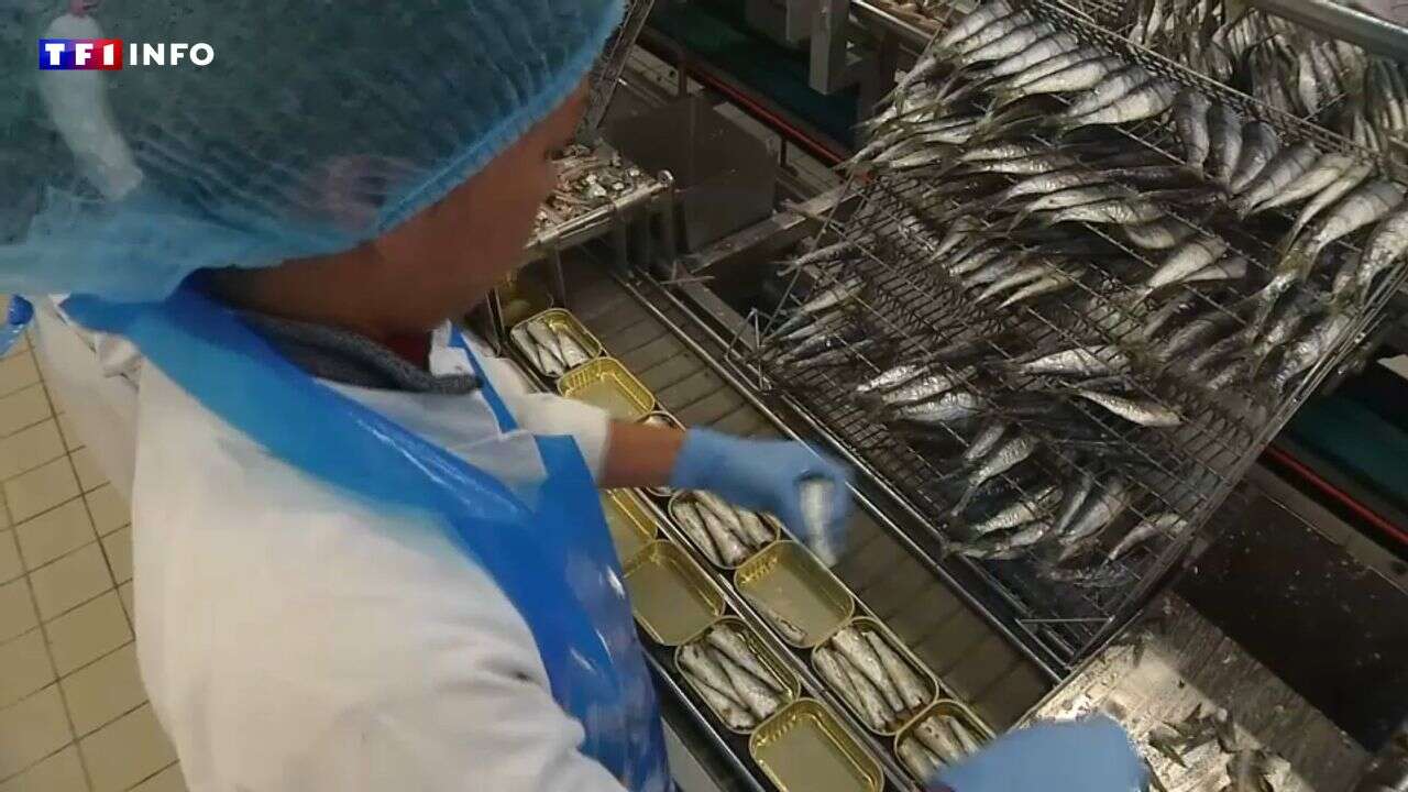 Sardines de plus en plus petites : dans le Finistère, les acteurs de la filière craignent pour leur survie