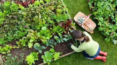 Vous faîtes pousser des fruits et légumes dnas votr ejardin ? Vous allez pouvoir booster votre production !