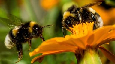 La population des insectes s'effondre et ce n'est pas du tout une bonne nouvelle pour l'environnement