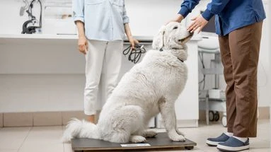 Mon chien est en surpoids ou obèse : les astuces d'une vétérinaire pour adapter son alimentation, l'aider à perdre du poids et préserver sa santé