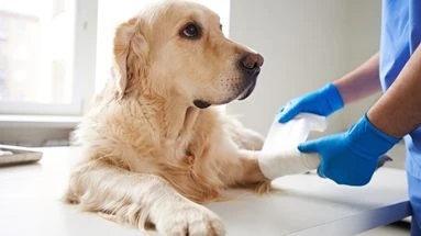 Que faire si mon animal a été blessé chez le toiletteur ?
