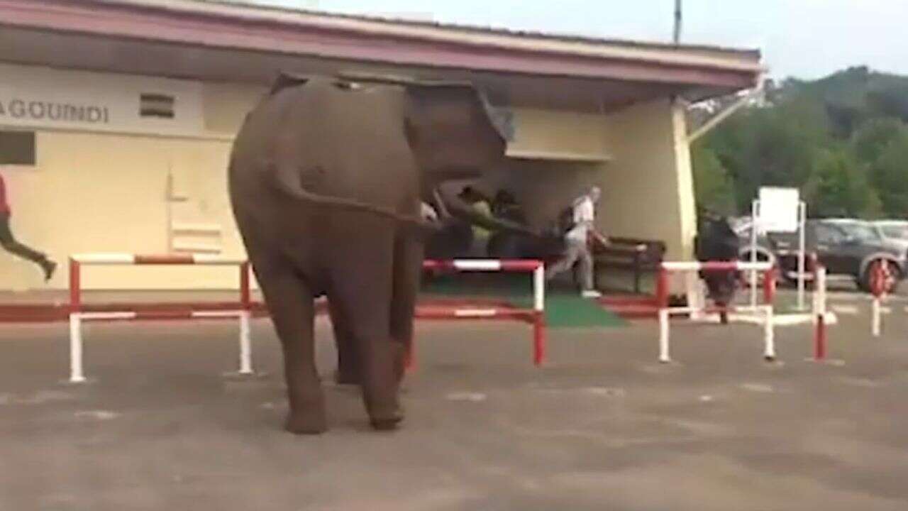 REPORTAGE - Gabon : quand les éléphants de forêt s'approchent des villes