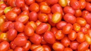 Salmonellose : des tomates cerises d'Italie à l'origine d'une épidémie en France et en Europe ?