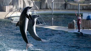 Les dauphins de Marineland à Beauval ? Pourquoi ce n'est pas si simple