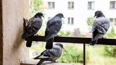 Rats, pigeons, renards… Un propriétaire a-t-il le droit de tuer les animaux 