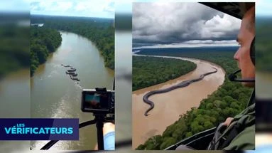 VÉRIF' - Vidéos virales d'anacondas géants en Amazonie : ces détails qui montrent que tout est faux