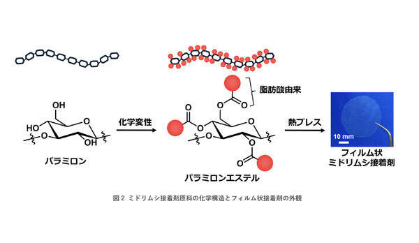 ミドリムシを接着剤に、自動車構造材に革新　旭化成らが開発