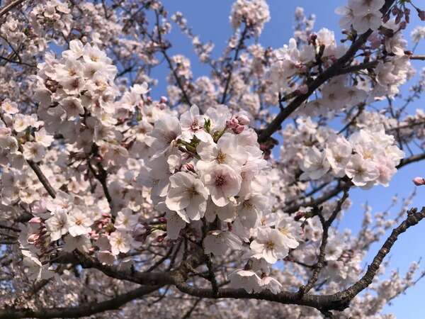 お花見スポットを教えてください…2025年春はどこがお勧めですか