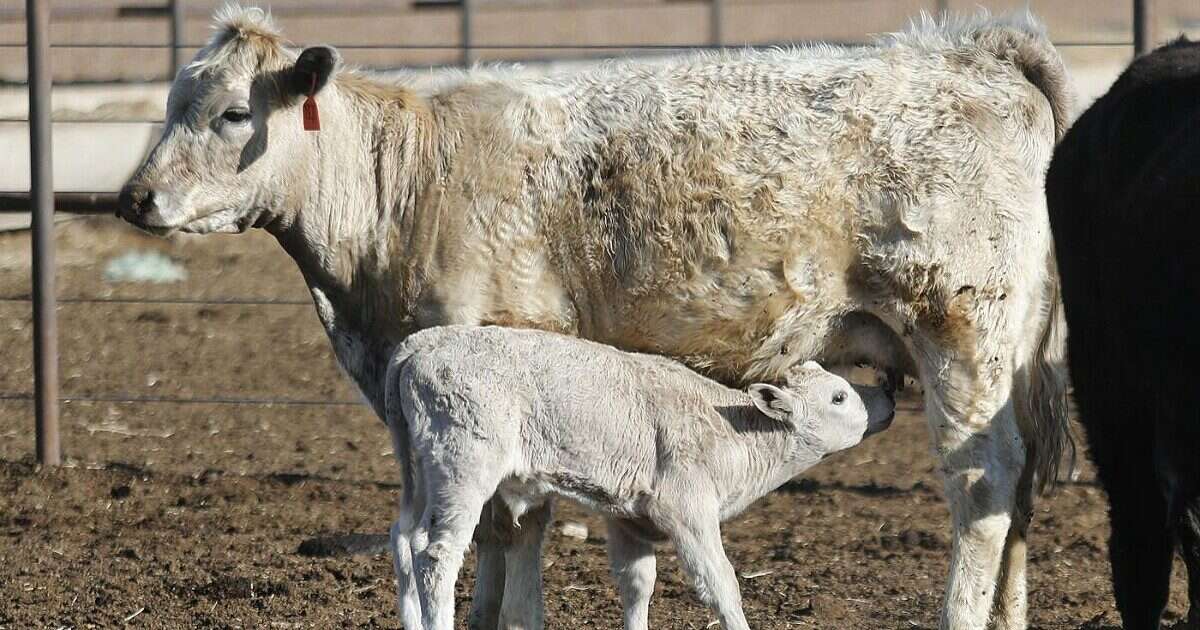 Influenza aviaria, i topi “nutriti” con il latte infetto sviluppano gravi sintomi. La lettera degli scienziati