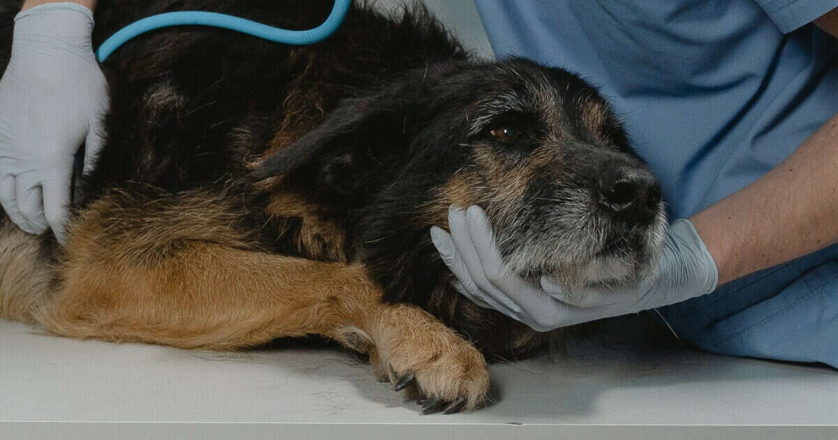 Cane ritrovato morto sul ciglio della strada nel Brindisino: “Strangolato con una corda, preso a bastonate e abbandonato in un sacchetto”