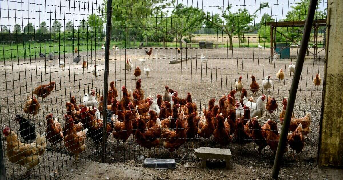 I gusci delle uova erano sospetti e le analisi confermano l’influenza aviaria: abbattute 800mila galline in uno stabilimento di Ferrara