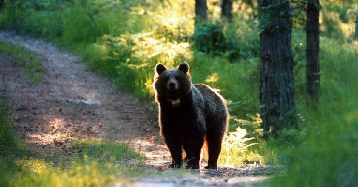 Ha inseguito un escursionista a Molveno: l’orso M91 sarà catturato e munito di radiocollare. Contraria la Lav