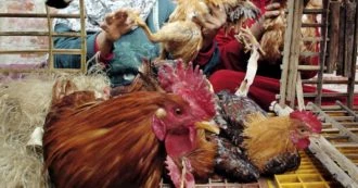 Allerta per influenza aviaria, primo caso umano da nuovo ceppo H10N3 in Cina. In Russia diversi focolai di H5N8