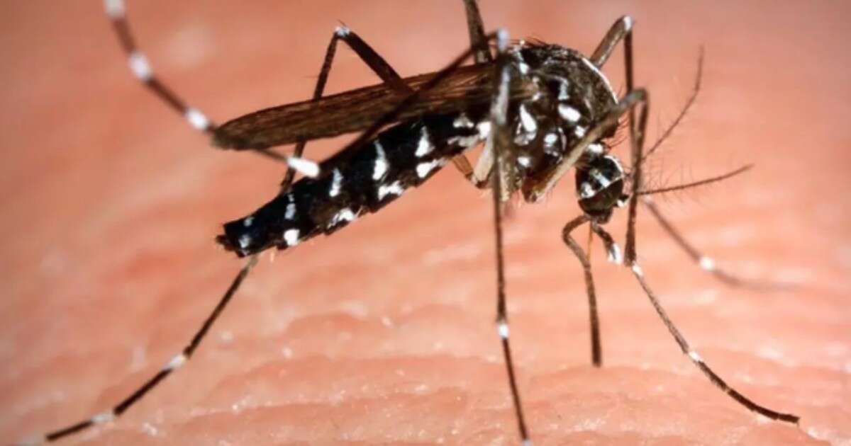 6mila morti di dengue in Brasile nel 2024, è record. L’allarme: “Cambiamenti climatici e siccità favoriscono riproduzione della zanzara”