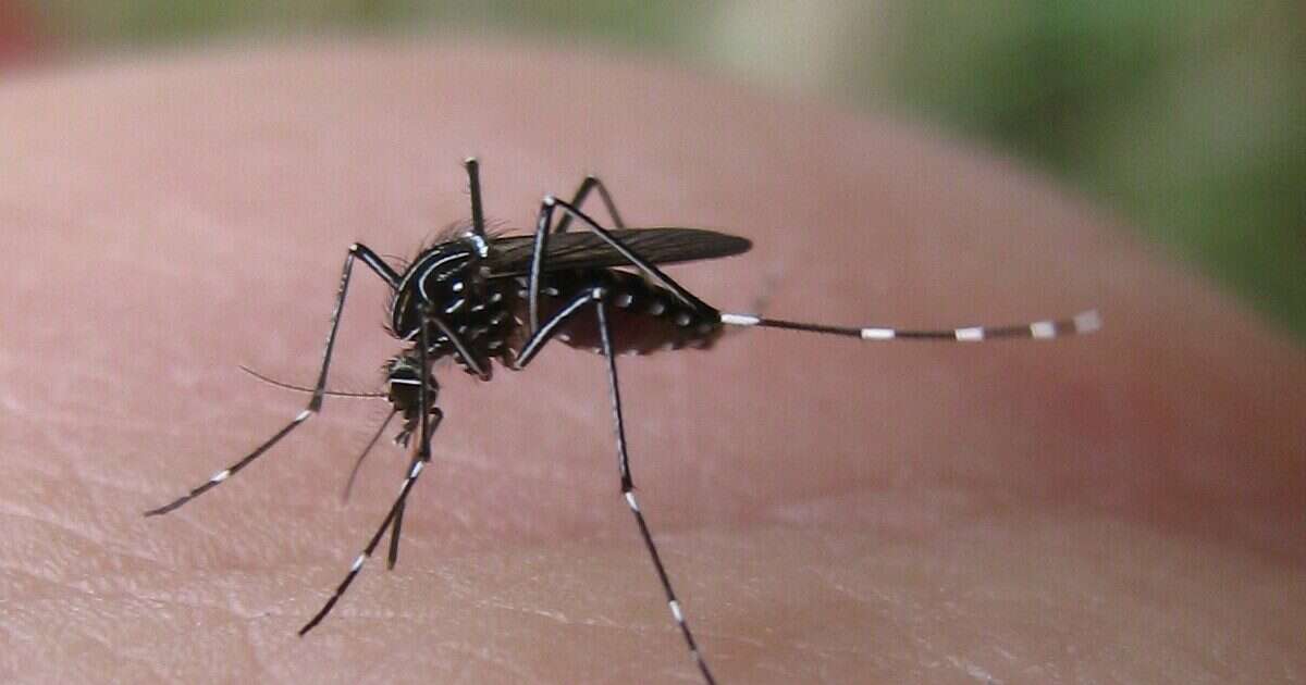 West Nile, il bollettino: 64 nuovi casi nell’uomo e 3 morti. Ecco i dati raccolti dall’Istituto superiore di sanità