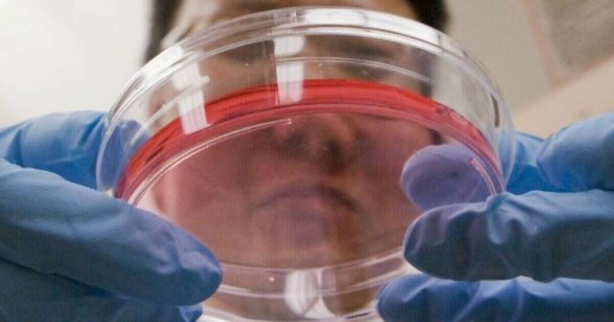 Create cellule staminali del sangue, aperta una strada per trattare in futuro bimbi malati di leucemia