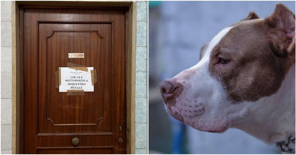 Acerra, bimba uccisa dal pitbull di famiglia: “Il padre positivo alla cannabis”. Acquisiti i video delle telecamere della zona