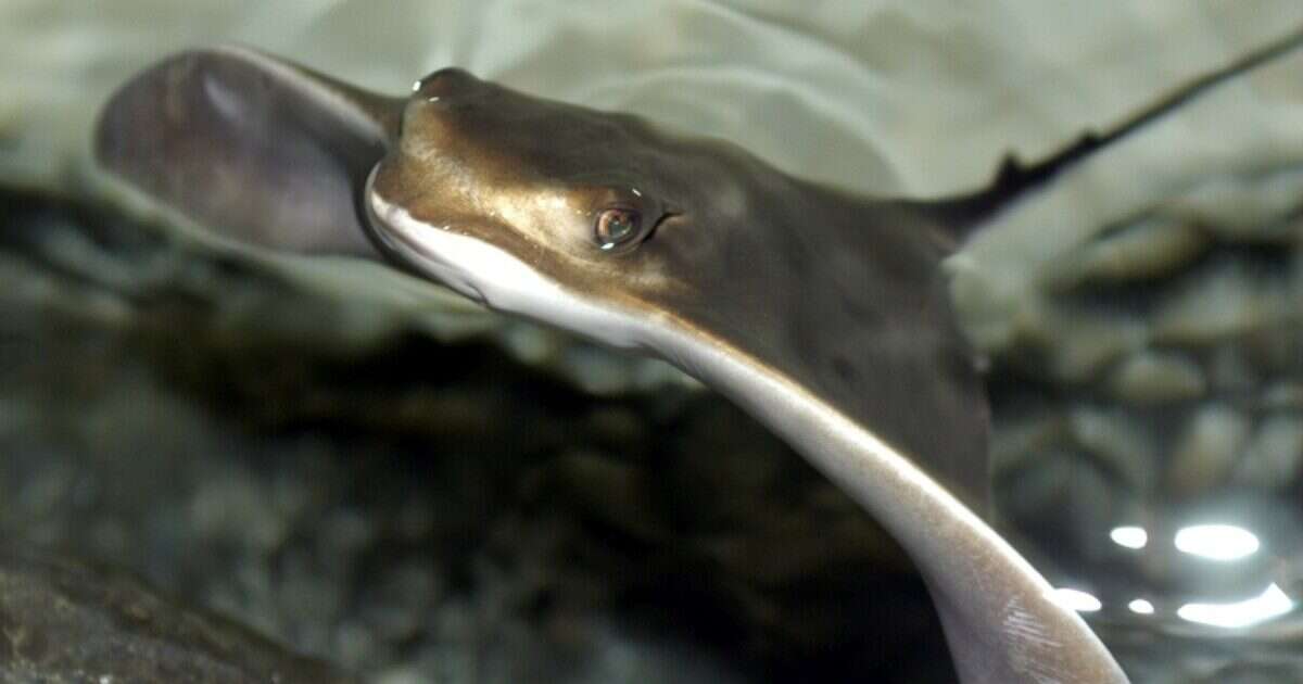 Prima campagna di monitoraggio delle aquile di mare in tutta Italia. Per scoprire cosa mangiano e dove si riproducono