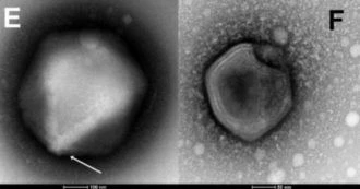 I virus zombie nel permafrost siberiano “resuscitati” sono in grado di infettare ancora