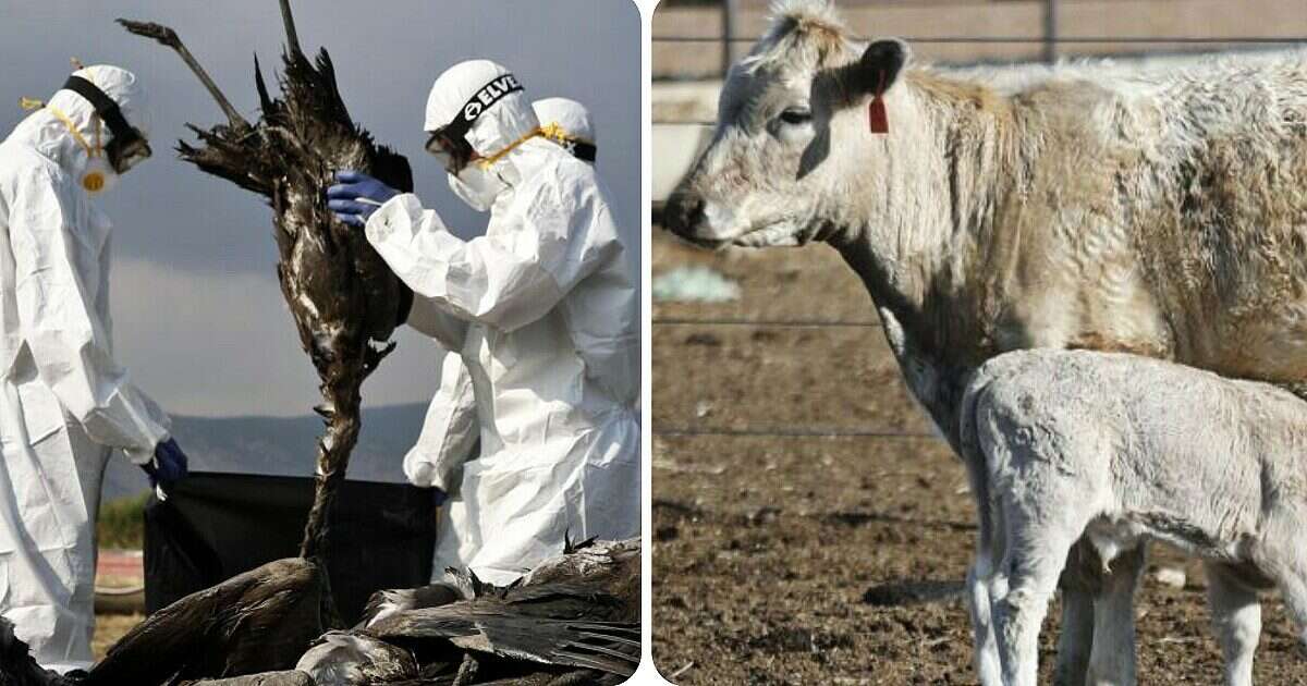 Influenza aviaria, la California dichiara lo stato d’emergenza. In Louisiana il primo caso umano grave