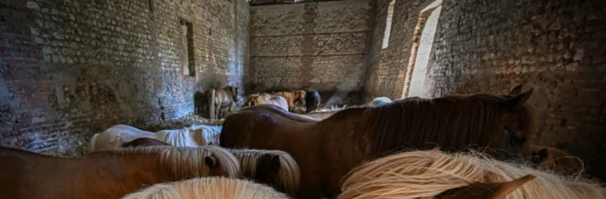 D'âne du pauvre à compagnon des enfants, comment le poney a 