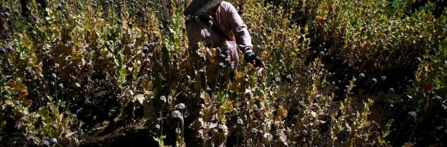 La Birmanie devient premier producteur mondial d'opium, dêtronant l'Afghanistan