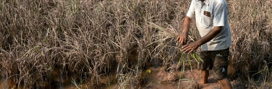 Le Pendjab, grenier à blé de l'Inde, dévasté par les inondations