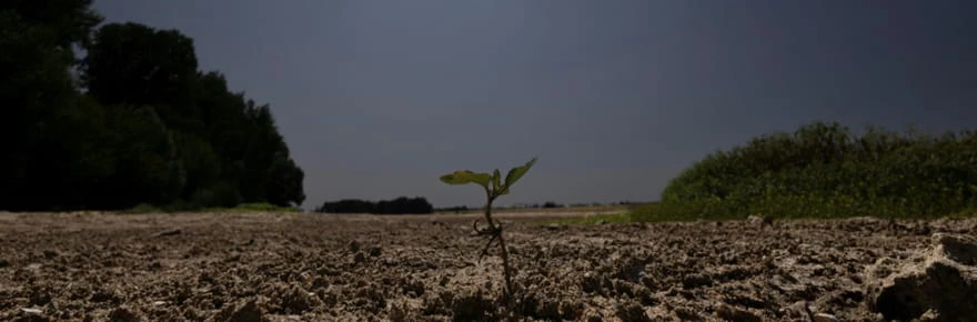 La Loire, en alerte, éprouvée par une sécheresse exceptionnelle