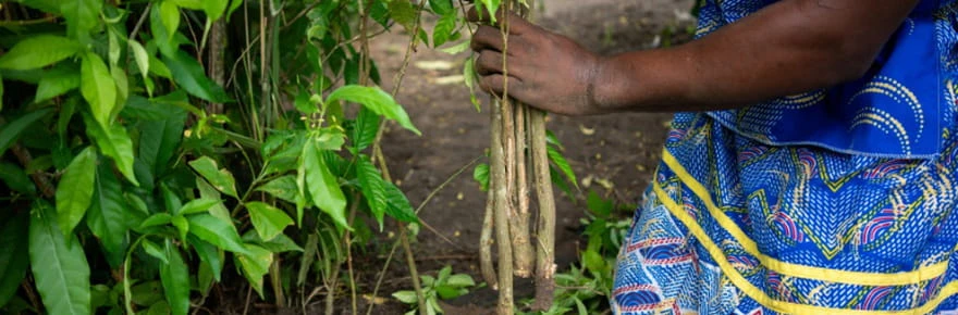 L'iboga, plante sacrée au Gabon et remède ancestral convoité