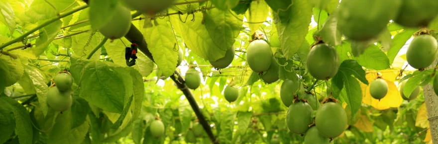 En Albanie, les fruits exotiques pour tenter de s'adapter au réchauffement climatique