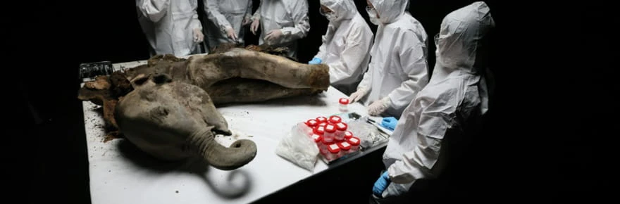 Sur la table de nécropsie, Iana le mammouth vous contemple du haut de ses 130.000 ans