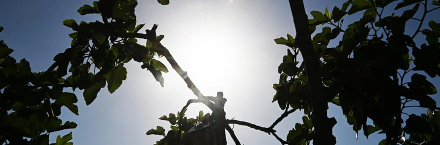 Une 4e canicule fin juillet ou début août ? Les prévisions se précisent