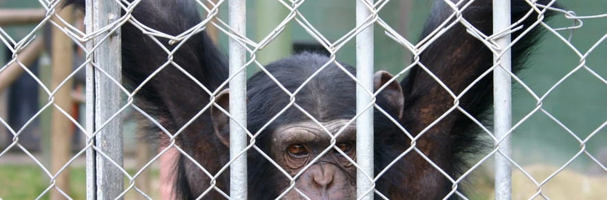 Cette nouvelle pratique des visiteurs se répand dans les zoos, elle nuit pourtant beaucoup aux animaux