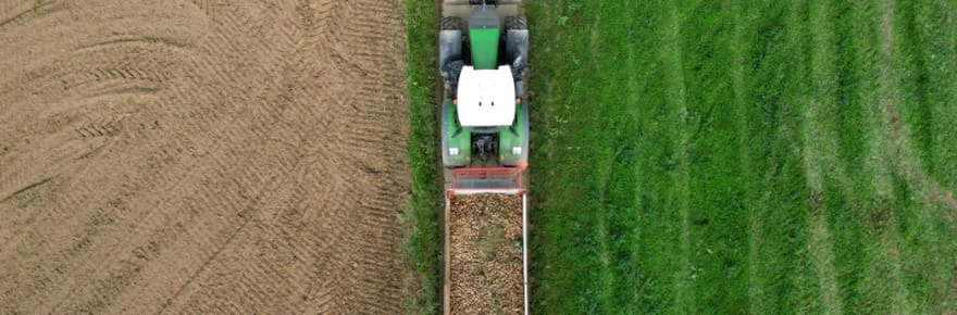 Production en hausse, prix en berne: la Belgique inquiète pour ses patates