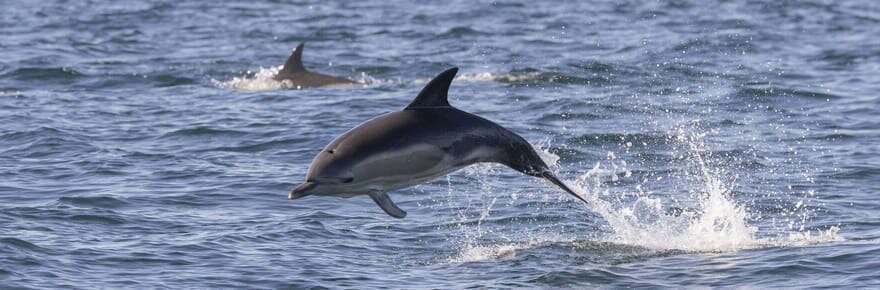 Le nombre de dauphins tués par la pêche française est insensé, et nécessite une mesure radicale