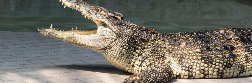 La planche alligator, cette méthode est la plus simple et efficace pour sculpter vos abdos