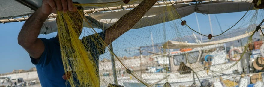 Grèce: les poissons-ballons dévastent la pêche en Crète