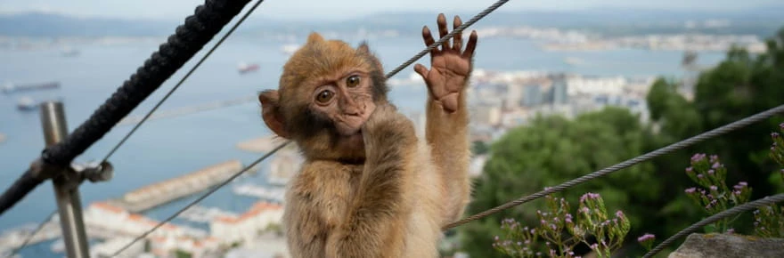 Accros à la malbouffe des touristes, des singes de Gibraltar pratiquent l'automédication