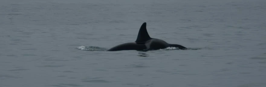 Océan: le sommet de Nice s'achève, avec un cap clair sur la haute mer