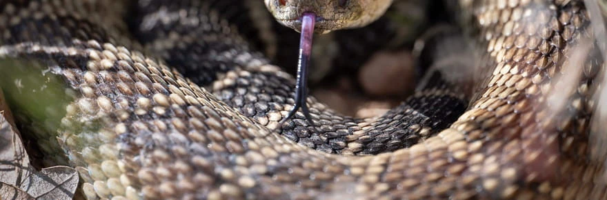 Des serpents venimeux près de chez vous ? Que dit vraiment l'alerte des autorités