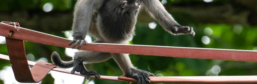 En Malaisie, passerelles aériennes et mobilisation pour un singe menacé
